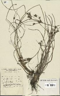 spécimen de Fimbristylis dichotoma