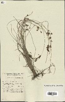spécimen de Fimbristylis dichotoma