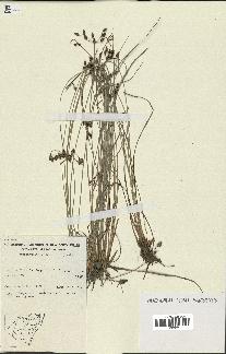 spécimen de Fimbristylis dichotoma