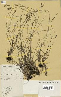 spécimen de Fimbristylis dichotoma