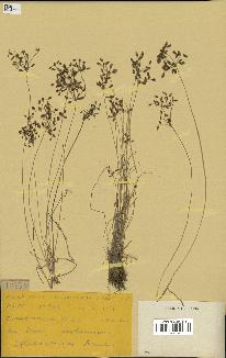 spécimen de Fimbristylis dichotoma