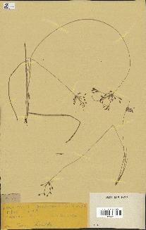 spécimen de Fimbristylis dichotoma