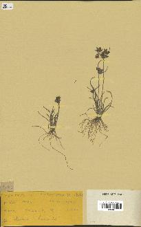 spécimen de Fimbristylis dichotoma