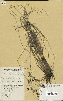 spécimen de Fimbristylis dichotoma
