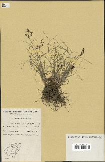 spécimen de Fimbristylis dichotoma