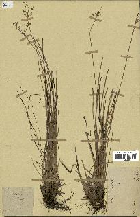 spécimen de Fimbristylis dichotoma