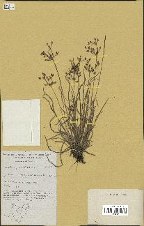 spécimen de Fimbristylis dichotoma