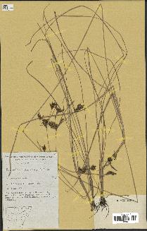 spécimen de Fimbristylis dichotoma