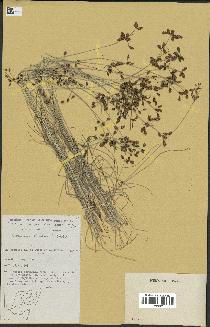 spécimen de Fimbristylis dichotoma