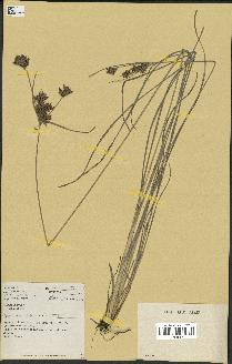 spécimen de Fimbristylis dichotoma