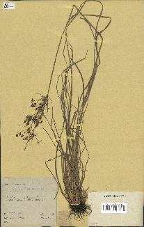 spécimen de Fimbristylis dichotoma