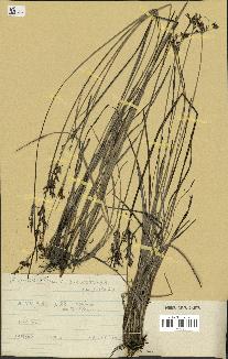 spécimen de Fimbristylis dichotoma