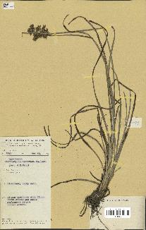 spécimen de Fimbristylis dichotoma