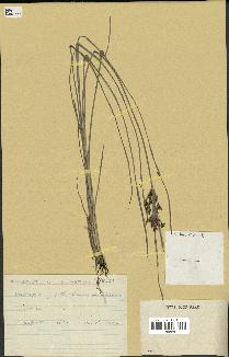 spécimen de Fimbristylis dichotoma