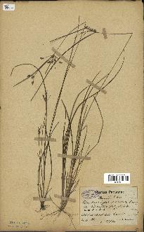 spécimen de Fimbristylis dichotoma