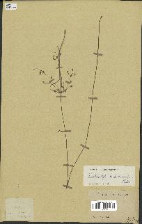 spécimen de Fimbristylis dichotoma