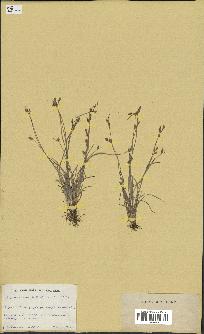 spécimen de Fimbristylis dichotoma