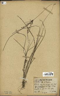 spécimen de Fimbristylis dichotoma