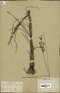 spécimen de Fimbristylis dichotoma
