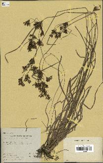 spécimen de Fimbristylis dichotoma