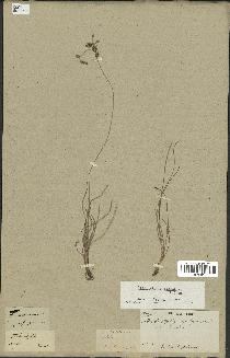 spécimen de Fimbristylis dichotoma