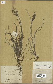 spécimen de Fimbristylis dichotoma