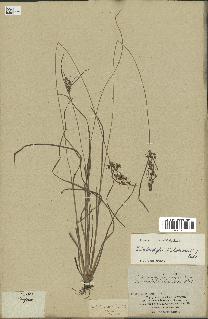 spécimen de Fimbristylis dichotoma