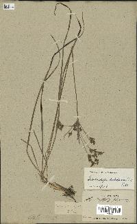 spécimen de Fimbristylis dichotoma