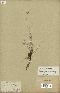 spécimen de Fimbristylis dichotoma