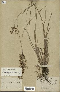 spécimen de Fimbristylis dichotoma
