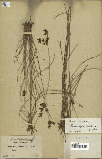 spécimen de Fimbristylis dichotoma
