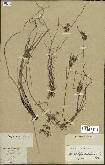 spécimen de Fimbristylis dichotoma