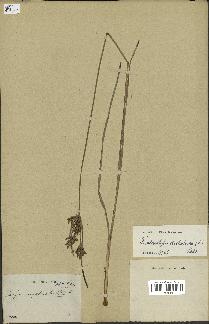 spécimen de Fimbristylis dichotoma