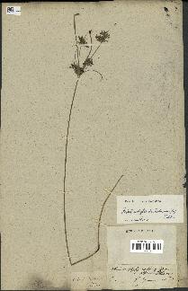 spécimen de Fimbristylis dichotoma