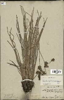 spécimen de Fimbristylis dichotoma