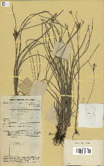 spécimen de Fimbristylis dichotoma