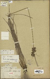 spécimen de Fimbristylis dichotoma