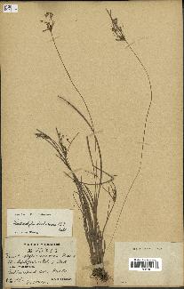 spécimen de Fimbristylis dichotoma