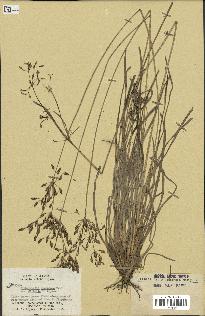 spécimen de Fimbristylis dichotoma