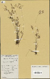 spécimen de Fimbristylis dichotoma