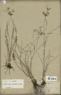 spécimen de Fimbristylis dichotoma