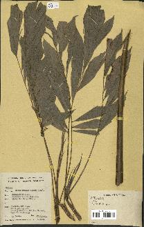 spécimen de Calamus sp.