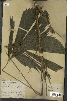 spécimen de Reinhardtia sp.