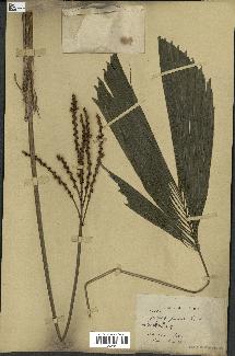 spécimen de Reinhardtia sp.