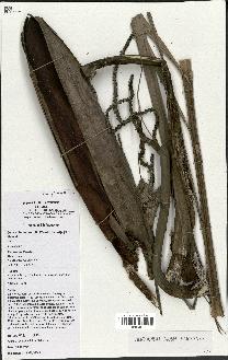 spécimen de Dypsis lutescens