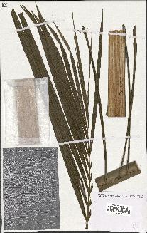 spécimen de Beccariophoenix madagascariensis