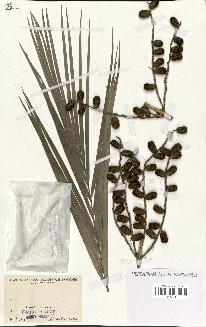 spécimen de Beccariophoenix madagascariensis