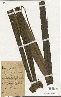 spécimen de Beccariophoenix madagascariensis