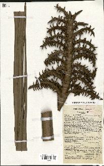 spécimen de Raphia vinifera