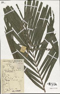spécimen de Raphia sp.